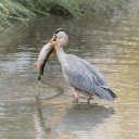 Birds catch fish  screen for extension Chrome web store in OffiDocs Chromium