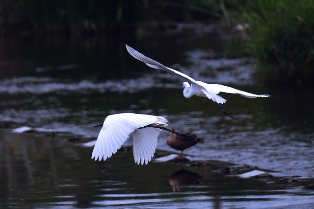 Free download birds common heron wing horn free picture to be edited with GIMP free online image editor