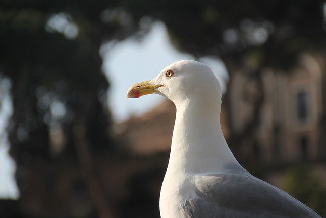 Free download bird seagull animal beak bills free picture to be edited with GIMP free online image editor