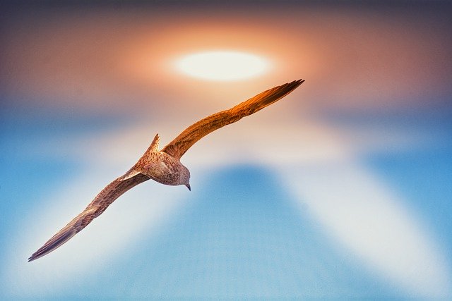 قم بتنزيل صورة مجانية لطيور النورس وعلم الطيور وهي تحلق مجانًا لتحريرها باستخدام محرر الصور المجاني عبر الإنترنت GIMP