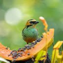 Birds eat fruit  screen for extension Chrome web store in OffiDocs Chromium