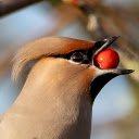 Birds eat red seeds  screen for extension Chrome web store in OffiDocs Chromium
