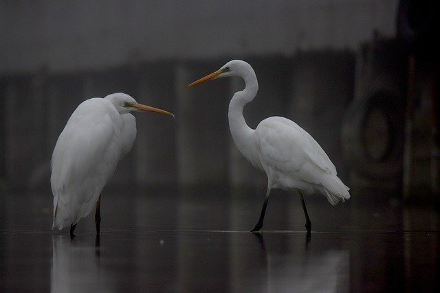 Free download birds egrets lake nature animals free picture to be edited with GIMP free online image editor