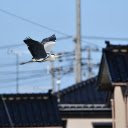 Birds fly  screen for extension Chrome web store in OffiDocs Chromium