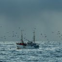 Birds Flying above a Ship on the Sea  screen for extension Chrome web store in OffiDocs Chromium