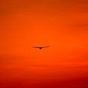 Birds flying in the redsky  screen for extension Chrome web store in OffiDocs Chromium
