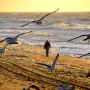 Birds flying on the beach  screen for extension Chrome web store in OffiDocs Chromium