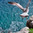 Birds flying on the beach  screen for extension Chrome web store in OffiDocs Chromium