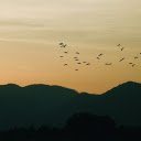Birds flying on the hill  screen for extension Chrome web store in OffiDocs Chromium