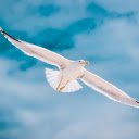 Birds fly in the sky  screen for extension Chrome web store in OffiDocs Chromium