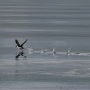 Birds fly over the water  screen for extension Chrome web store in OffiDocs Chromium