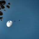 Birds fly under the moonlight  screen for extension Chrome web store in OffiDocs Chromium
