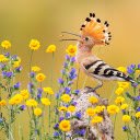 Birds have crests  screen for extension Chrome web store in OffiDocs Chromium