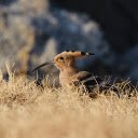 Birds have horns  screen for extension Chrome web store in OffiDocs Chromium