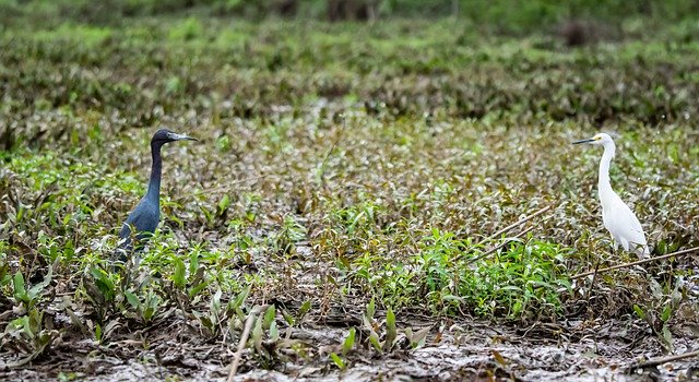 Kostenloser Download Vögel Reiher Sumpf Tierwelt Natur Kostenloses Bild, das mit dem kostenlosen Online-Bildeditor GIMP bearbeitet werden kann