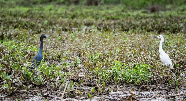 Descarga gratuita pájaros garzas pantano vida silvestre naturaleza imagen gratuita para editar con el editor de imágenes en línea gratuito GIMP