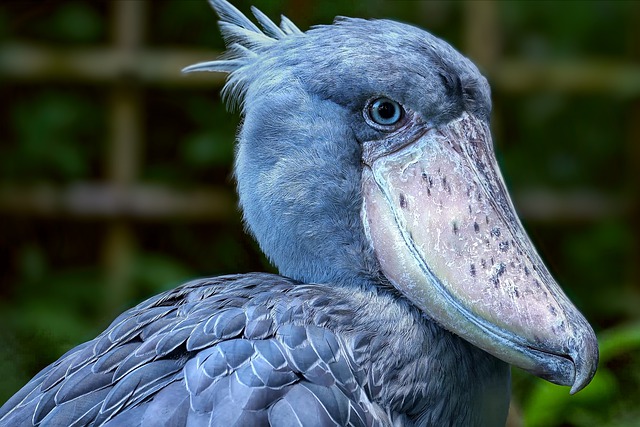 Free download bird shoe bill feathers plumage free picture to be edited with GIMP free online image editor