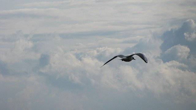 Free download Bird Sky Flight -  free photo or picture to be edited with GIMP online image editor