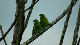 Bezpłatne pobieranie wideo Birds Lorikeets Parakeets do edycji za pomocą internetowego edytora wideo OpenShot