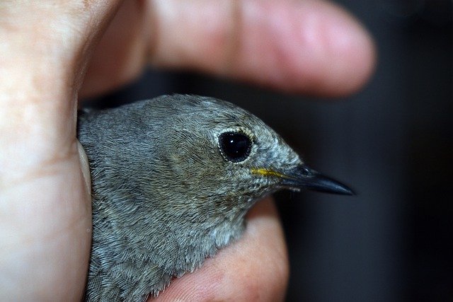 Free download bird small plumage hand nature free picture to be edited with GIMP free online image editor