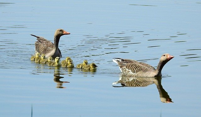 Descărcare gratuită păsări natură animale familia lui poza gratuită pentru a fi editată cu editorul de imagini online gratuit GIMP