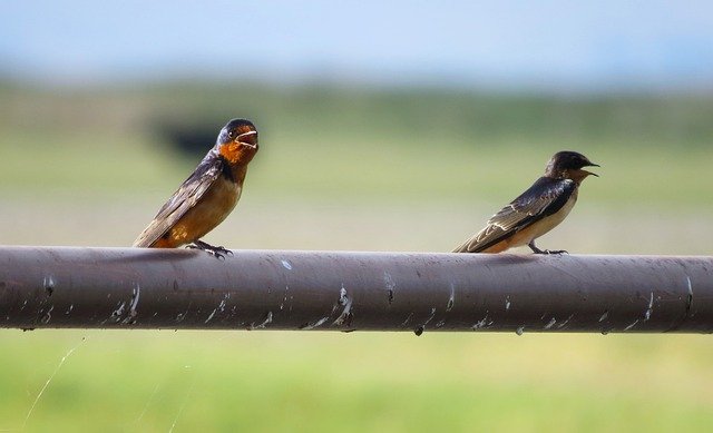 Free download birds nature swallows avian free picture to be edited with GIMP free online image editor