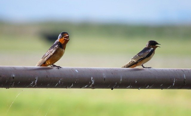 Bezpłatne pobieranie ptaków natura jaskółki ptasie darmowe zdjęcie do edycji za pomocą darmowego edytora obrazów online GIMP