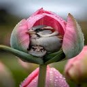 Birds nesting in tulips Wallpaper  screen for extension Chrome web store in OffiDocs Chromium