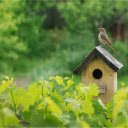 Birds nest on the vineyard  screen for extension Chrome web store in OffiDocs Chromium
