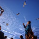 Birds of the sky  screen for extension Chrome web store in OffiDocs Chromium