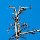 Birds on dry trees  screen for extension Chrome web store in OffiDocs Chromium