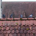 Birds on the roof  screen for extension Chrome web store in OffiDocs Chromium
