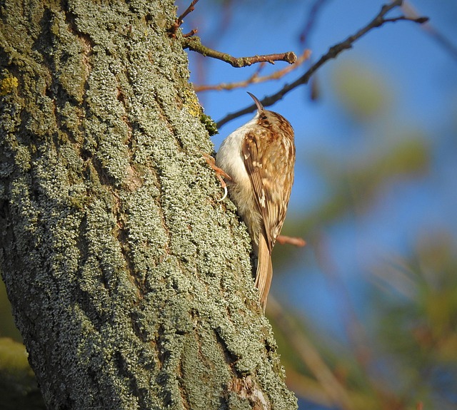 قم بتنزيل قالب صور مجاني Birds On The Tree Forest مجانًا ليتم تحريره باستخدام محرر الصور عبر الإنترنت GIMP