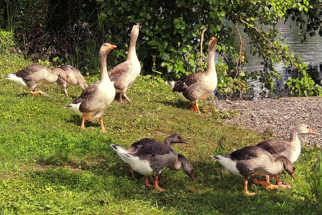 Free download birds ornithology goose ashen free picture to be edited with GIMP free online image editor