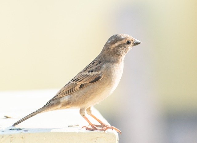 Free download bird sparrow closeup ornithology free picture to be edited with GIMP free online image editor