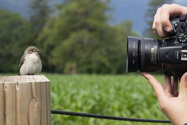 Free graphic bird sparrow feathers camera hand to be edited by GIMP free image editor by OffiDocs