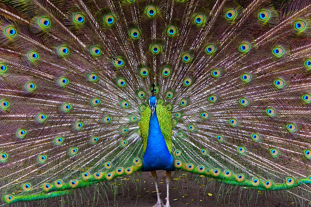 Free download birds peacock indian peacock wild free picture to be edited with GIMP free online image editor