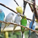 Birds perch  screen for extension Chrome web store in OffiDocs Chromium