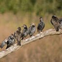 Birds perch on branches  screen for extension Chrome web store in OffiDocs Chromium