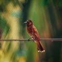Birds perch on electric wires  screen for extension Chrome web store in OffiDocs Chromium