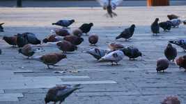 Download grátis Birds Piggeon - vídeo grátis para ser editado com o editor de vídeo online OpenShot