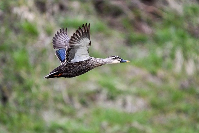 Free download bird spot billed duck ornithology free picture to be edited with GIMP free online image editor