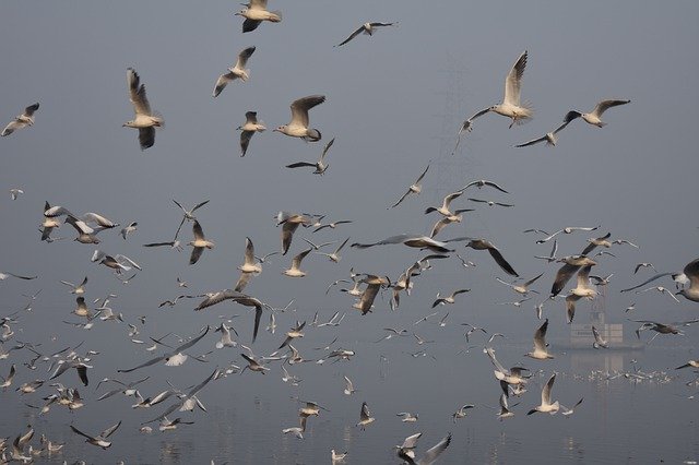Unduh gratis Birds Siberian Seagulls Seabird - foto atau gambar gratis untuk diedit dengan editor gambar online GIMP