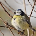 Birds sleep in trees  screen for extension Chrome web store in OffiDocs Chromium