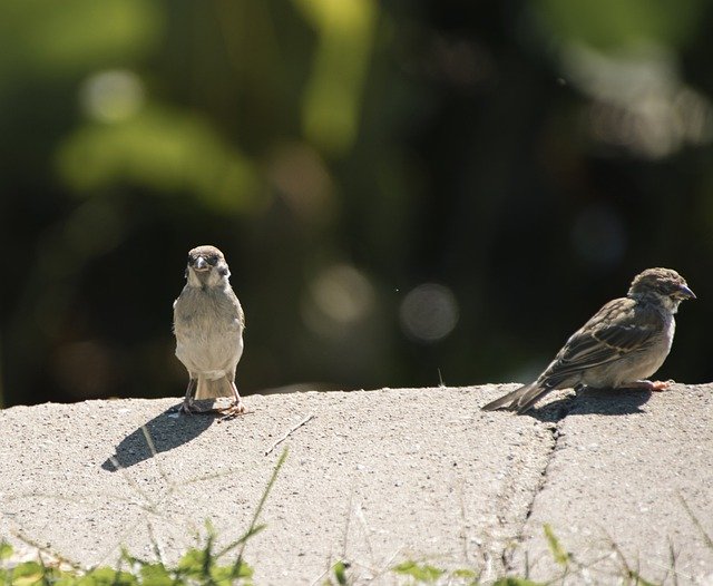 Scarica gratuitamente l'immagine gratuita di uccelli passeri appollaiati con piume da modificare con l'editor di immagini online gratuito GIMP