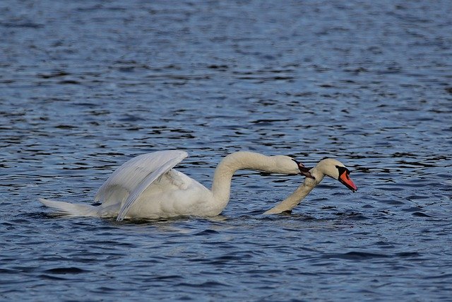 Free download birds swans mute swans lake free picture to be edited with GIMP free online image editor