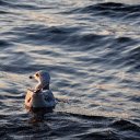 Birds swimming in the sea  screen for extension Chrome web store in OffiDocs Chromium
