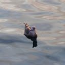 Birds swim on the sea surface  screen for extension Chrome web store in OffiDocs Chromium