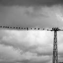 Birds swinging on electric wires  screen for extension Chrome web store in OffiDocs Chromium