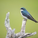 Bird standing on a wooden branch  screen for extension Chrome web store in OffiDocs Chromium